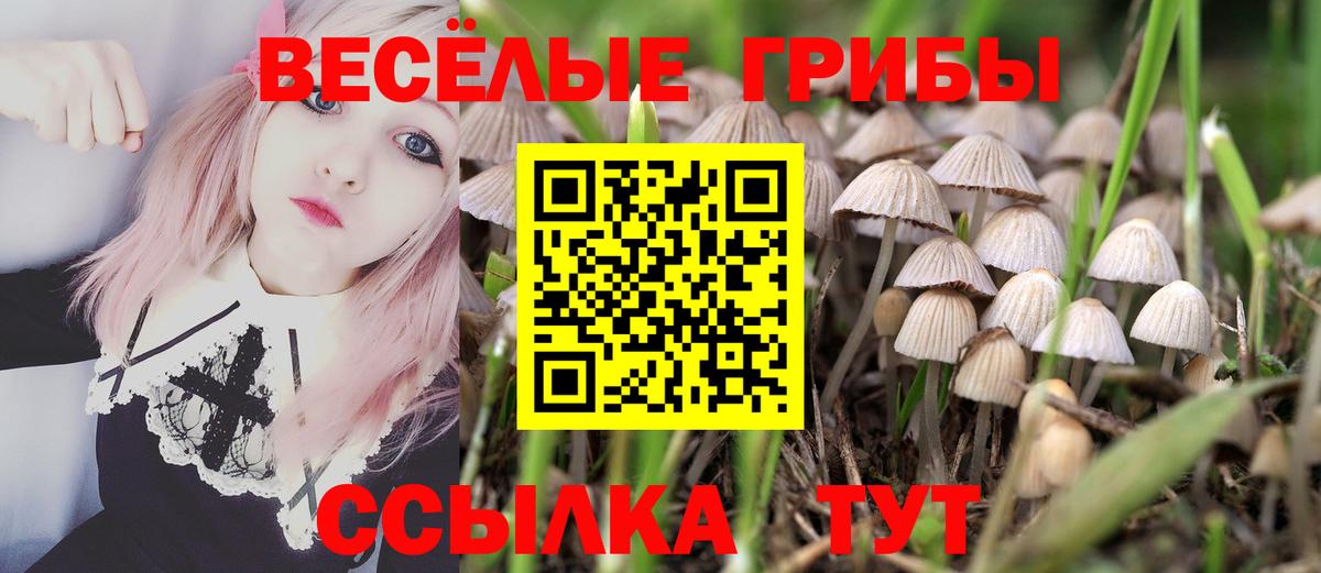 хочу   Псилоцибиновые грибы Psilocybe  Тосно  Вход с VPN  Галлюциногенные грибы прущие грибы 